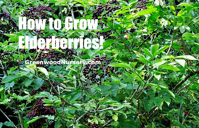 How To Plant And Grow Elderberry Plants Greenwood Nursery